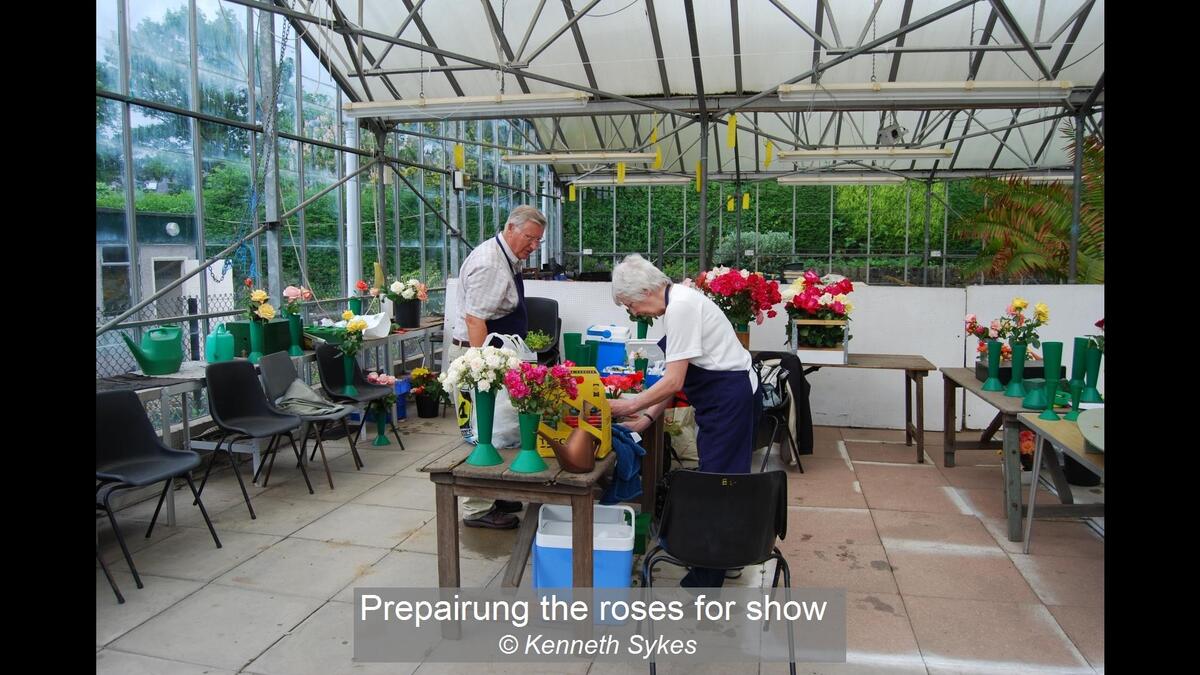 Prepairung the roses for show